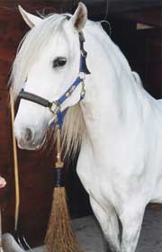 Copyright - Niki de Mestral