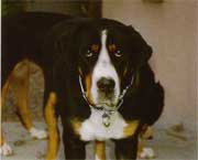 Copyright - Niki de Mestral