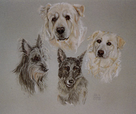 Copyright - Niki de Mestral