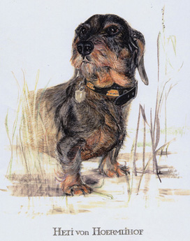 Copyright - Niki de Mestral