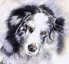 Copyright - Niki de Mestral