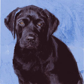 Copyright - Niki de Mestral