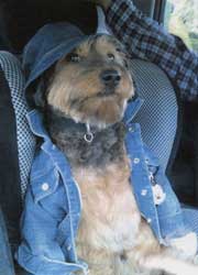 Copyright - Niki de Mestral