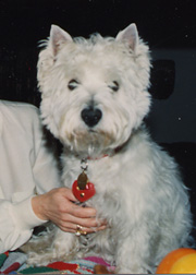 Copyright - Niki de Mestral