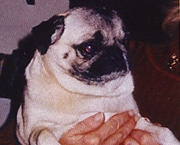 Copyright - Niki de Mestral