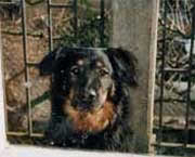 Copyright - Niki de Mestral