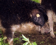 Copyright - Niki de Mestral