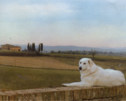 Copyright - Niki de Mestral