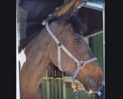 Copyright - Niki de Mestral