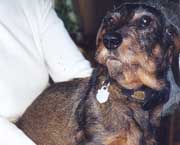 Copyright - Niki de Mestral