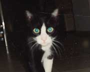 Copyright - Niki de Mestral