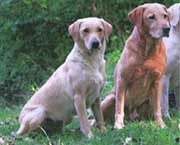 Copyright - Niki de Mestral