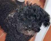 Copyright - Niki de Mestral