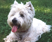 Copyright - Niki de Mestral