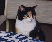 Copyright - Niki de Mestral