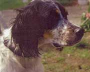 Copyright - Niki de Mestral