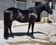 Copyright - Niki de Mestral