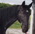 Copyright - Niki de Mestral